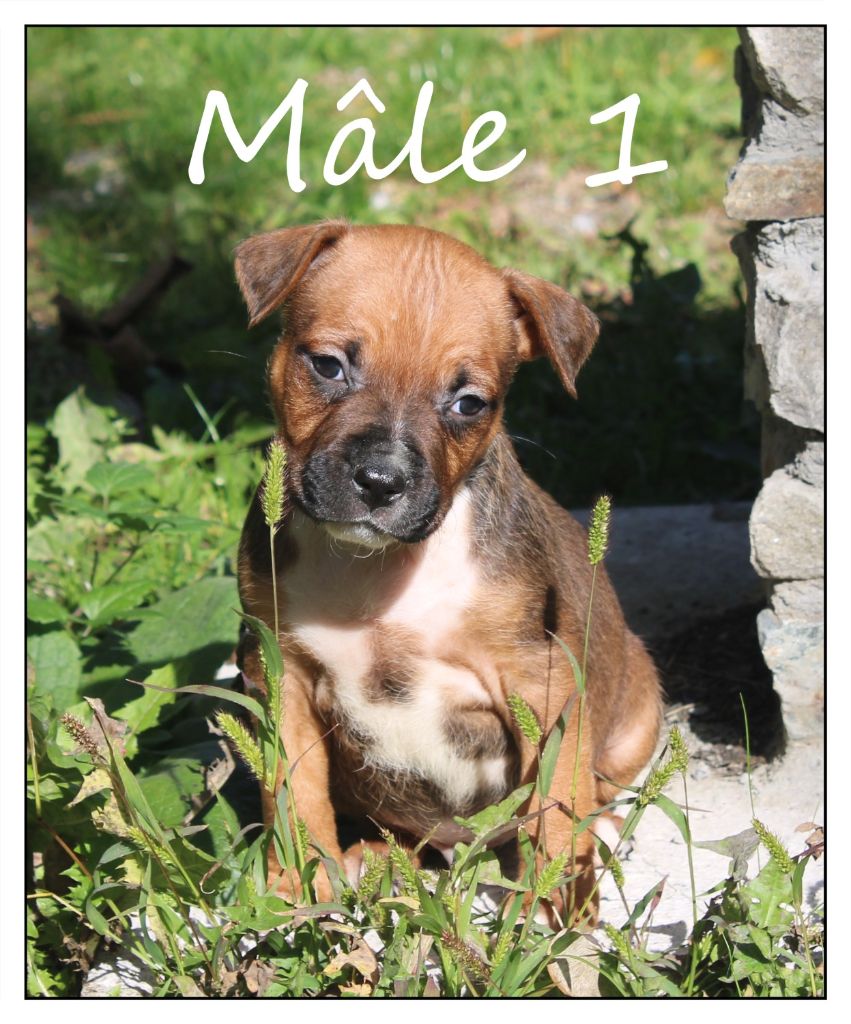 De Jah Emf - Chiot disponible  - American Staffordshire Terrier